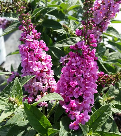 Butterfly Bush Lo & Behold® Pink Micro Chip